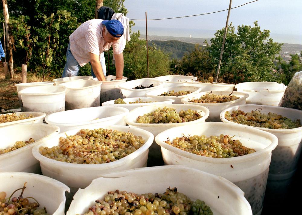 Podere Scurtarola di Pierpaolo Lorieri