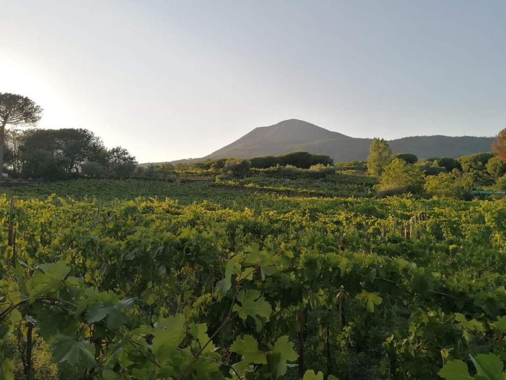 Cantine Matrone - Vignaioli Campani Uniti