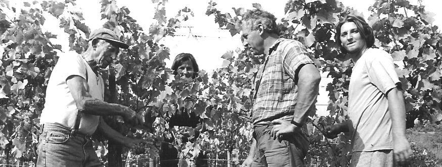 Draga - Miklus Winery